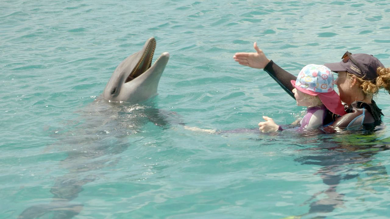 Curaçao, des dauphins thérapeutes